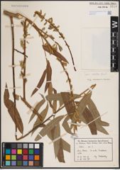 Foto von Salix excelsa S. G. Gmel.
